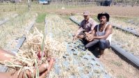 Lahan Bawang Merah di Pidie Aceh Diserang Hama Ulat