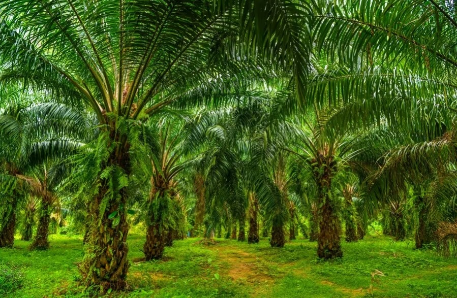 Anggota DPRK dan Sekda Aceh Jaya Jadi Tersangka Korupsi Dana PSR Rp 3 Miliar