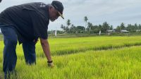 Bendungan Tak Kunjung Rampung, Seribuan Hektare Sawah di Syamtalira Aron Mengering