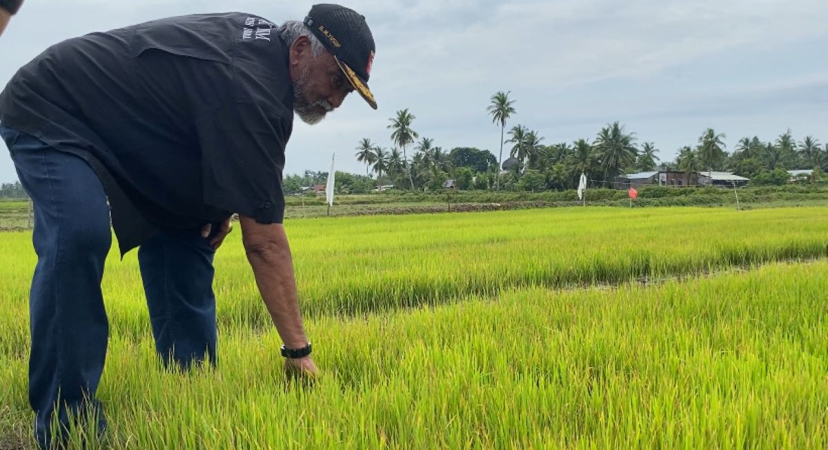 Bendungan Tak Kunjung Rampung, Seribuan Hektare Sawah di Syamtalira Aron Mengering