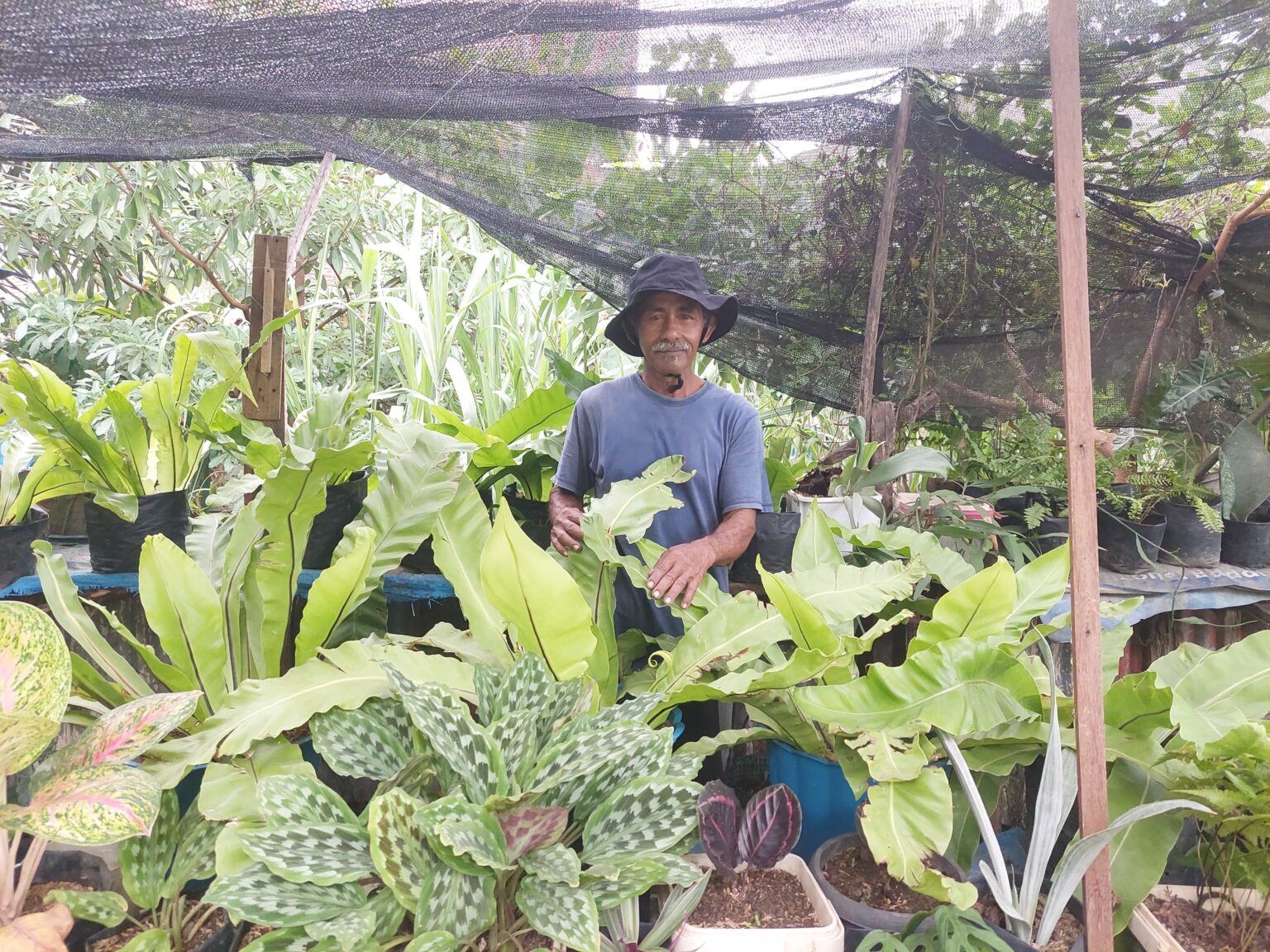 Pepohonan Kota Tumbuh dari Tangan Pak Khudri