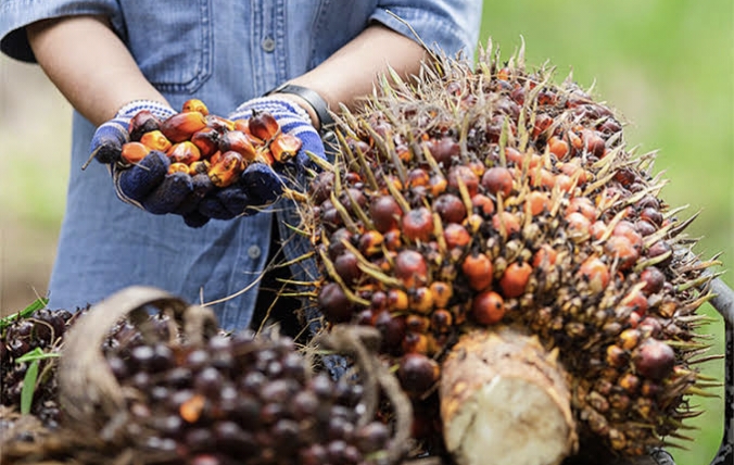 Pabrik Sawit Aceh Abaikan Harga Ketetapan Pemerintah, Selisih hingga 700 Per Kilogram
