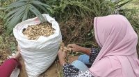 Petani Aceh Utara Raup Jutaan Rupiah dari Panen Kacang Tanah