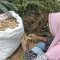 Petani Aceh Utara Raup Jutaan Rupiah dari Panen Kacang Tanah