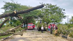 Empat Pohon Tumbang akibat Angin Kencang di Aceh Besar