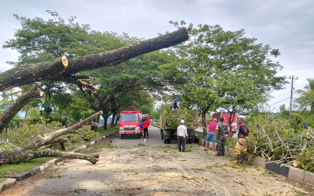 Empat Pohon Tumbang akibat Angin Kencang di Aceh Besar