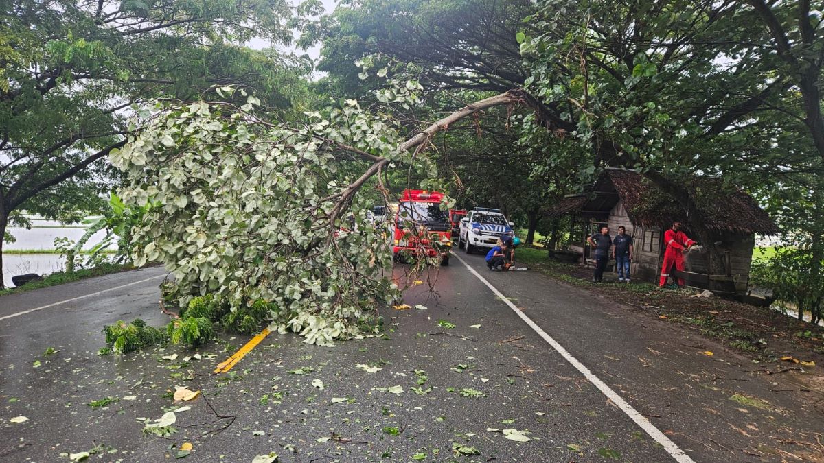 Pohon Tumbang Ganggu Lalu Lintas di Aceh Besar