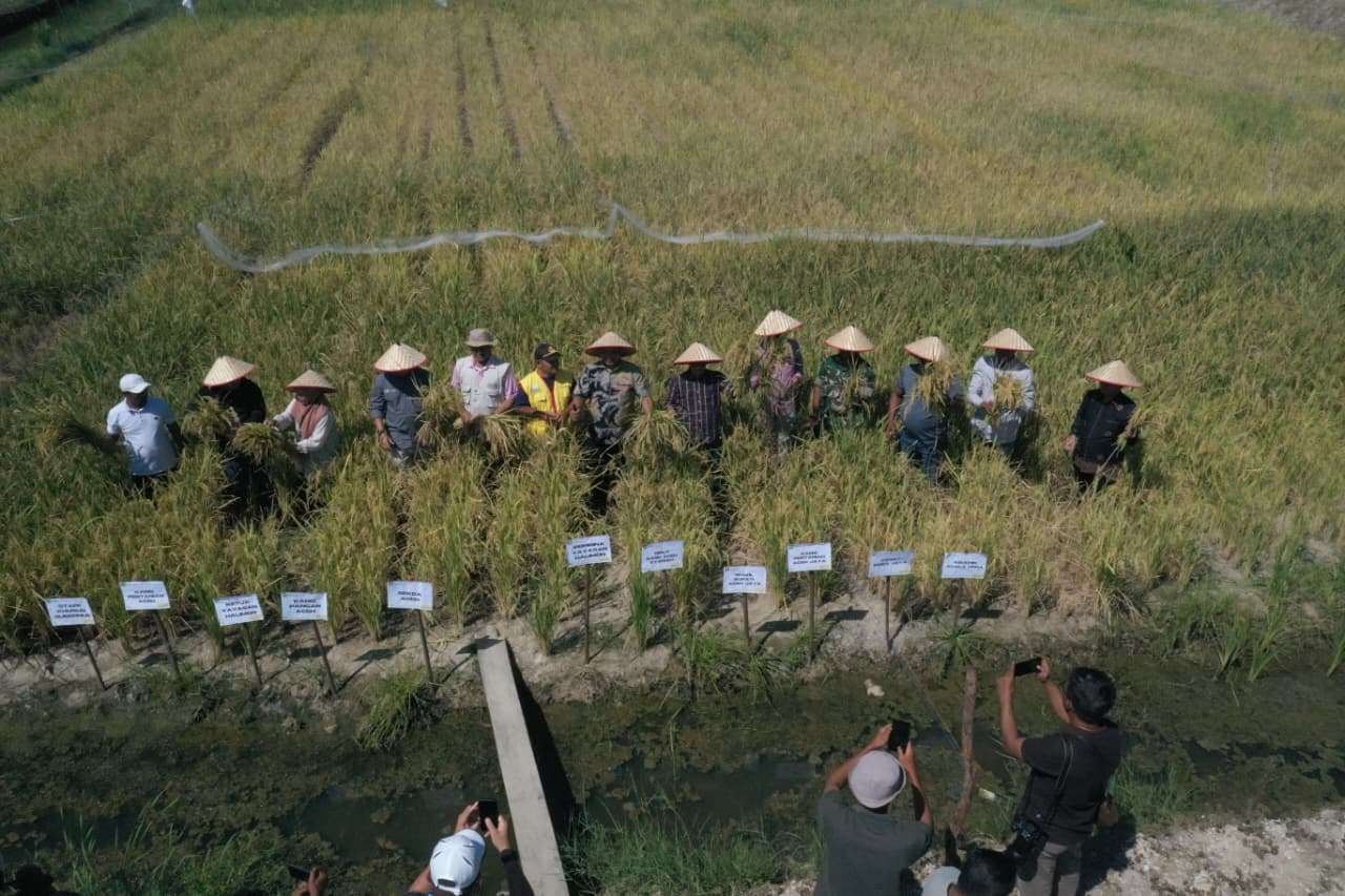 Panen Perdana Minapadi Halimon Al-Asyi Sukses