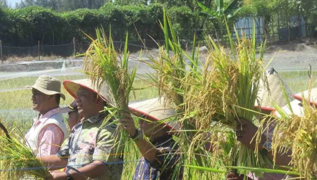 Teknologi mina padi dukung tingkatkan ketahanan pangan
