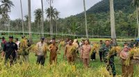 Sabang Panen Padi Gogo Lagi, Bukti Konsistensi Ketahanan Pangan
