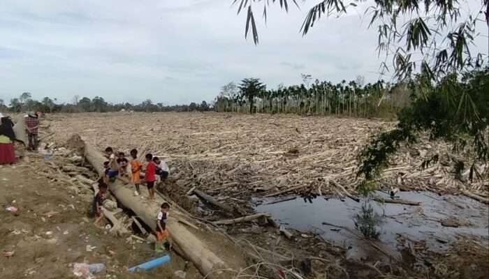 DLHK: Pemanfaatan Kayu Gelondongan Banjir Tetap Ramah Lingkungan